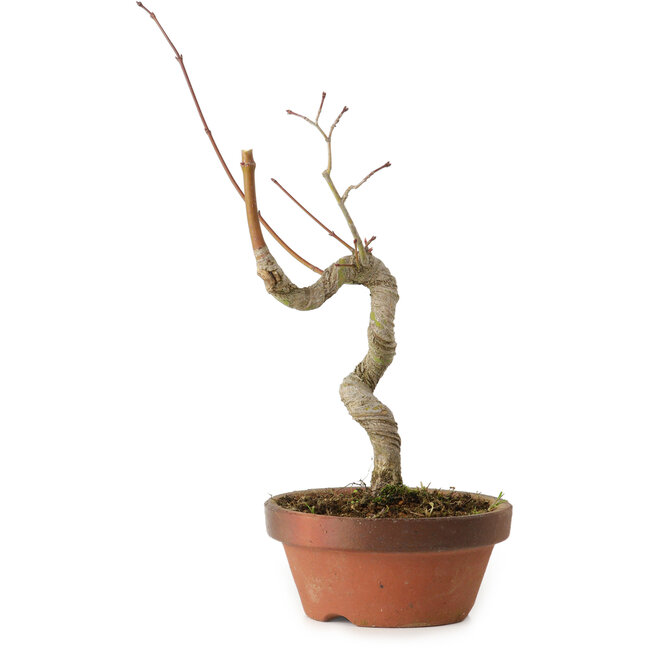 Acer palmatum, 21 cm, ± 15 ans