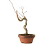 Acer palmatum, 21 cm, ± 15 years old
