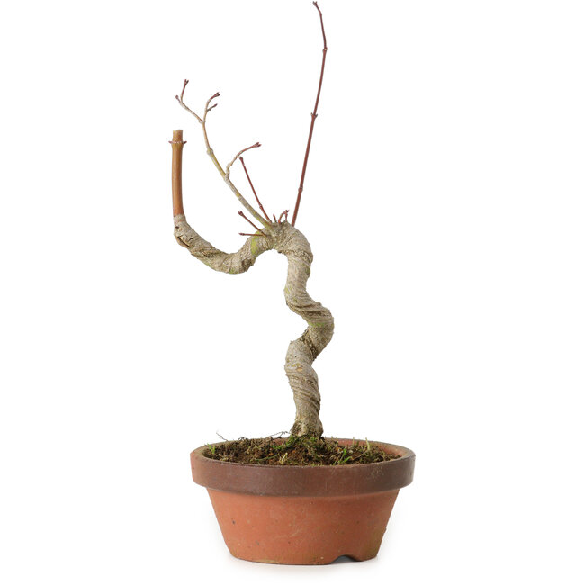 Acer palmatum, 21 cm, ± 15 ans