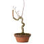 Acer palmatum, 21 cm, ± 15 Jahre alt