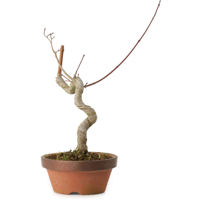 Acer palmatum, 21 cm, ± 15 años de edad