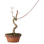 Acer palmatum, 21 cm, ± 15 ans
