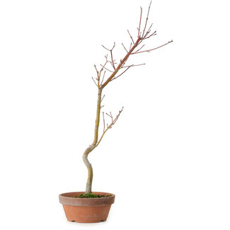 Acer palmatum, 21 cm, ± 15 años de edad