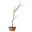 Acer palmatum, 21 cm, ± 15 años de edad