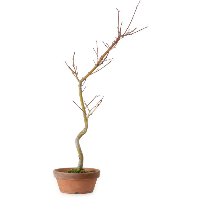 Acero palmato, 21 cm, ± 15 anni