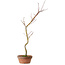 Acer palmatum, 21 cm, ± 15 jaar oud