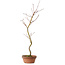 Acer palmatum, 21 cm, ± 15 years old