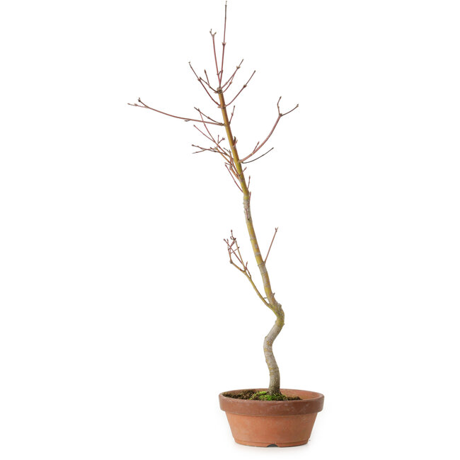 Acer palmatum, 21 cm, ± 15 años de edad