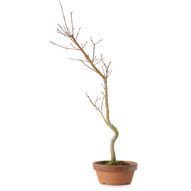 Acero palmato, 21 cm, ± 15 anni