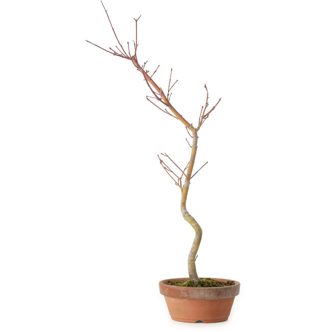Acer palmatum, 21 cm, ± 15 años de edad