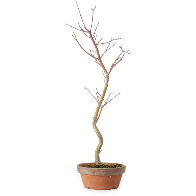 Acer palmatum, 21 cm, ± 15 años de edad