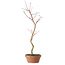 Acer palmatum, 21 cm, ± 15 jaar oud