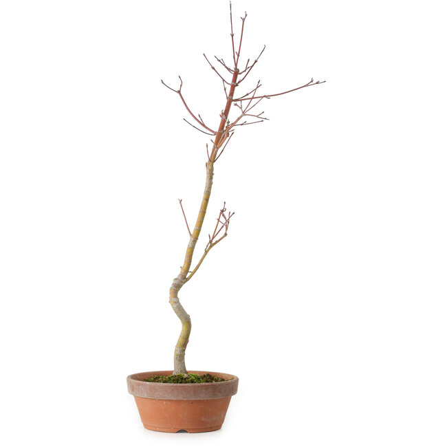 Acer palmatum, 21 cm, ± 15 years old
