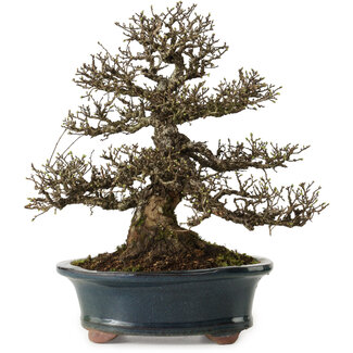 Ulmus parvifolia Nire, 30 cm, ± 25 anni