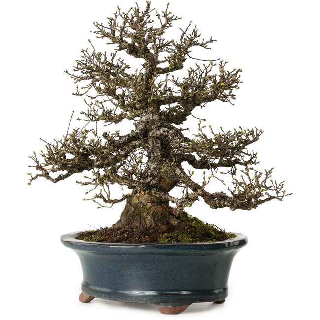 Ulmus parvifolia Nire, 30 cm, ± 25 Jahre alt, mit einer Nebari von 13 cm