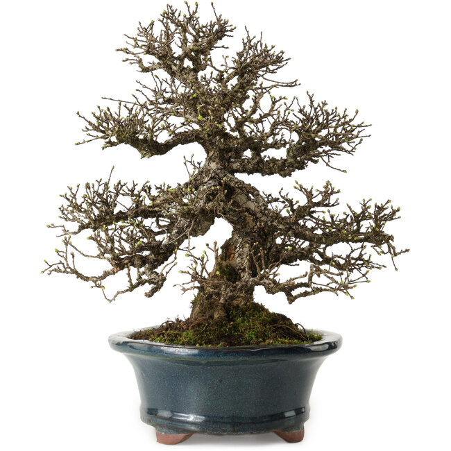 Ulmus parvifolia Nire, 30 cm, ± 25 Jahre alt, mit einer Nebari von 13 cm