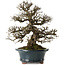 Ulmus parvifolia Nire, 30 cm, ± 25 jaar oud, met een nebari van 13 cm