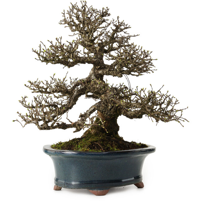 Ulmus parvifolia Nire, 30 cm, ± 25 jaar oud, met een nebari van 13 cm