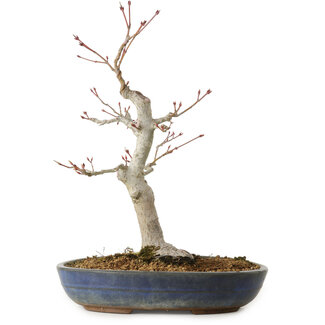 Acer palmatum, 32 cm, ± 20 Jahre alt