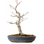 Acer palmatum, 32 cm, ± 20 años, con un nebari de 8 cm