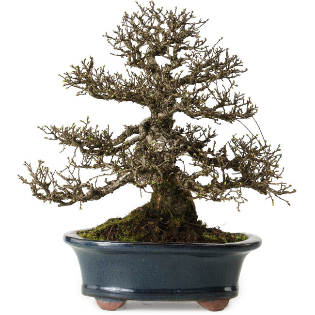 Ulmus parvifolia Nire, 30 cm, ± 25 años, con un nebari de 13 cm