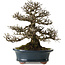 Ulmus parvifolia Nire, 30 cm, ± 25 jaar oud, met een nebari van 13 cm