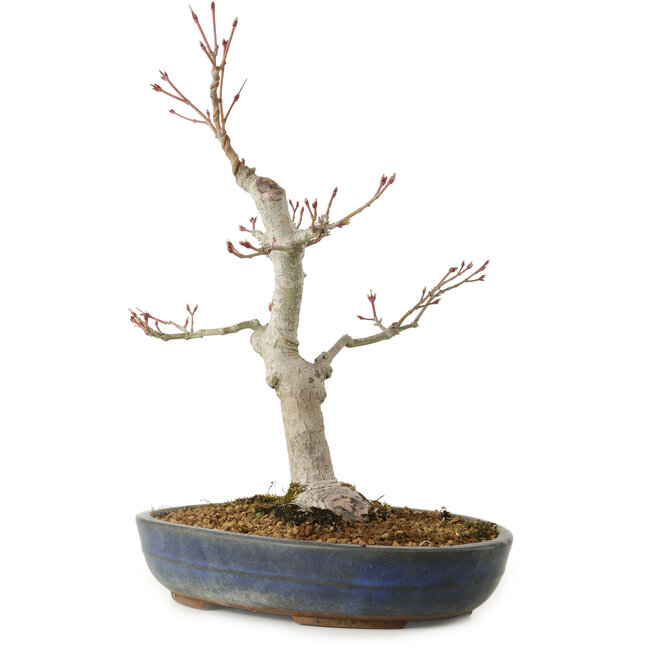 Acer palmatum, 32 cm, ± 20 años, con un nebari de 8 cm