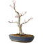 Acer palmatum, 32 cm, ± 20 años, con un nebari de 8 cm