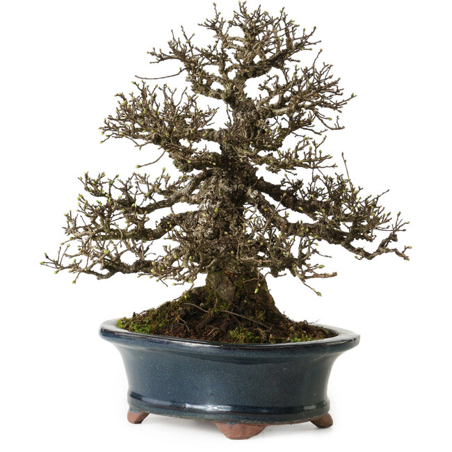 Ulmus parvifolia Nire, 30 cm, ± 25 jaar oud, met een nebari van 13 cm