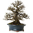 Ulmus parvifolia Nire, 30 cm, ± 25 jaar oud, met een nebari van 13 cm