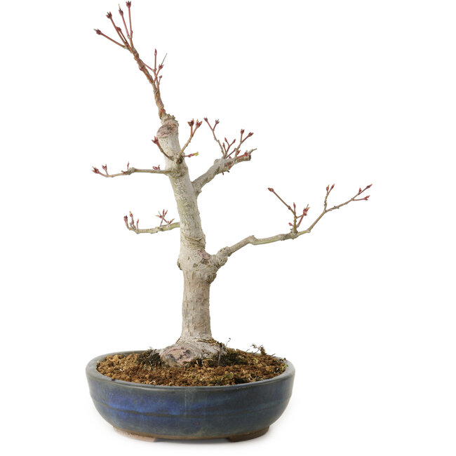 Acer palmatum, 32 cm, ± 20 años, con un nebari de 8 cm