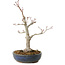 Acer palmatum, 32 cm, ± 20 años, con un nebari de 8 cm