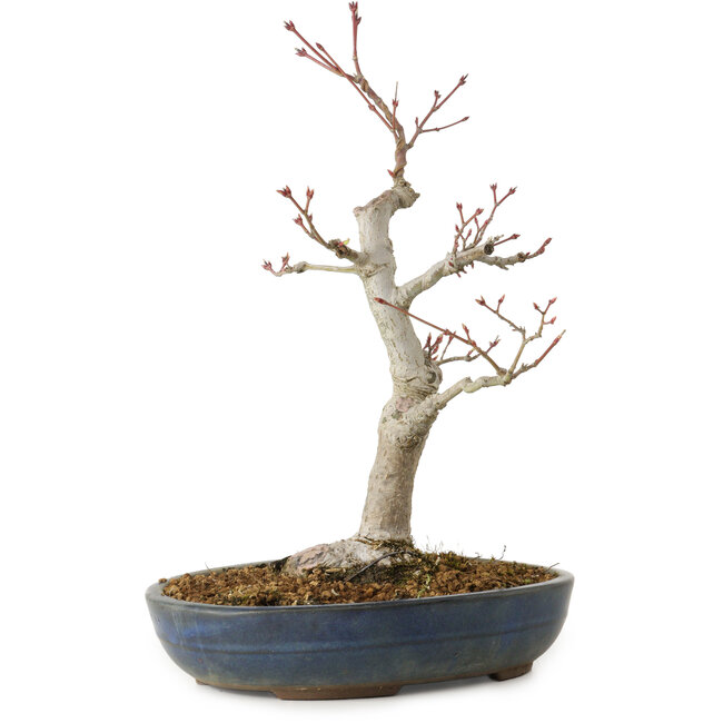 Acer palmatum, 32 cm, ± 20 años, con un nebari de 8 cm