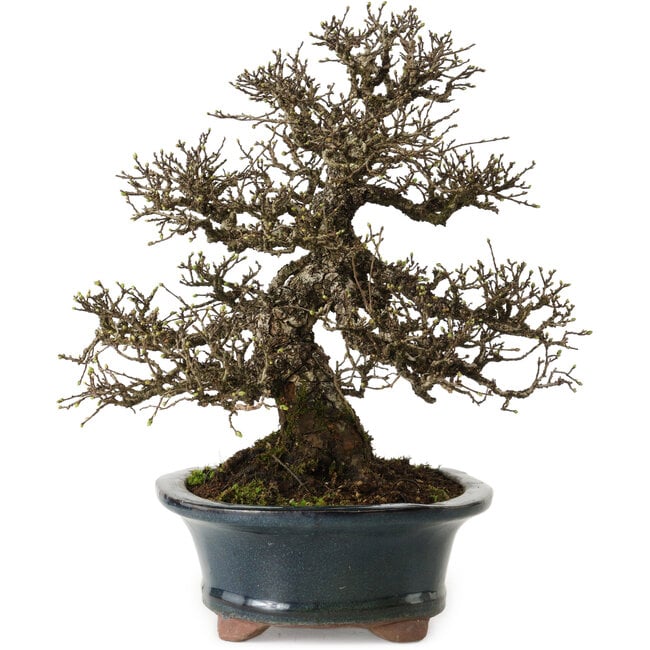 Ulmus parvifolia Nire, 30 cm, ± 25 años, con un nebari de 13 cm