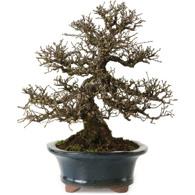 Ulmus parvifolia Nire, 30 cm, ± 25 jaar oud, met een nebari van 13 cm