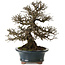 Ulmus parvifolia Nire, 30 cm, ± 25 Jahre alt, mit einer Nebari von 13 cm
