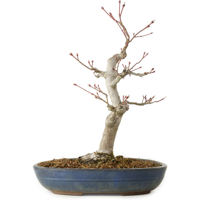 Acer palmatum, 32 cm, ± 20 jaar oud, met een nebari van 8 cm