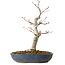 Acer palmatum, 32 cm, ± 20 jaar oud, met een nebari van 8 cm