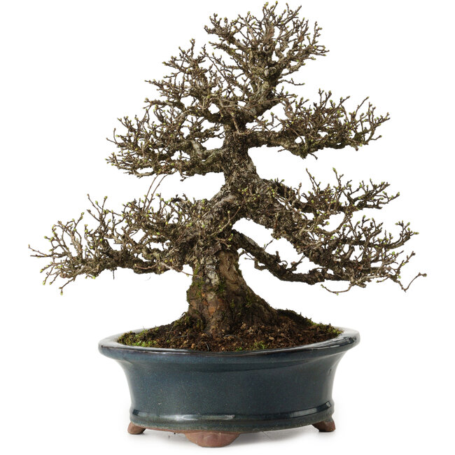 Ulmus parvifolia Nire, 30 cm, ± 25 anni, con un nebari di 13 cm