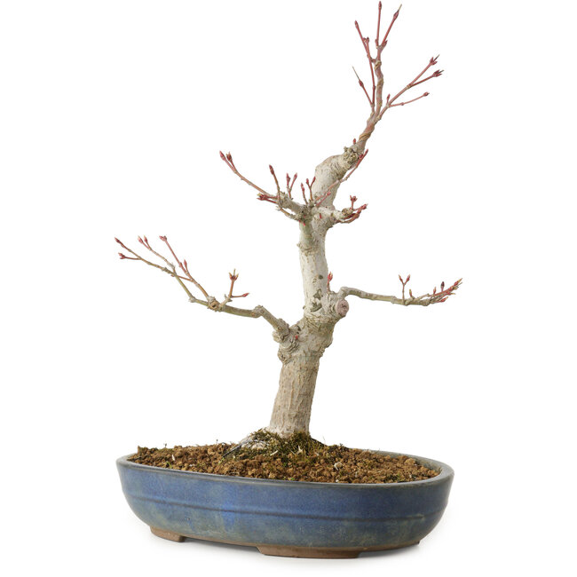 Acer palmatum, 32 cm, ± 20 jaar oud, met een nebari van 8 cm