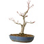 Acer palmatum, 32 cm, ± 20 anni, con nebari di 8 cm
