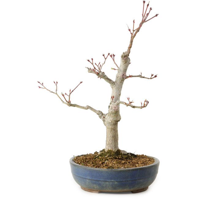 Acer palmatum, 32 cm, ± 20 jaar oud, met een nebari van 8 cm