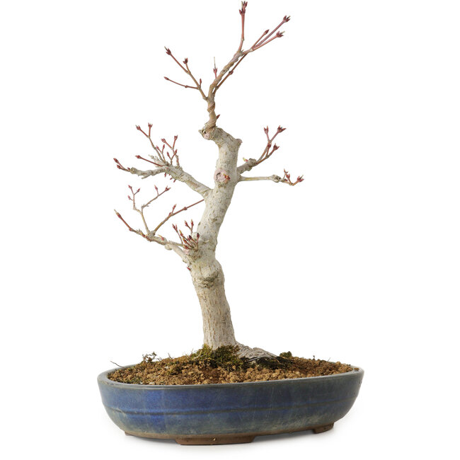Acer palmatum, 32 cm, ± 20 años, con un nebari de 8 cm
