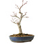Acer palmatum, 32 cm, ± 20 años, con un nebari de 8 cm