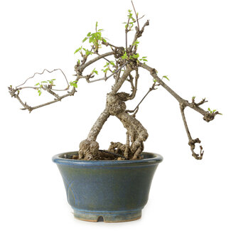 Akebia quinata, 38 cm, ± 15 years old