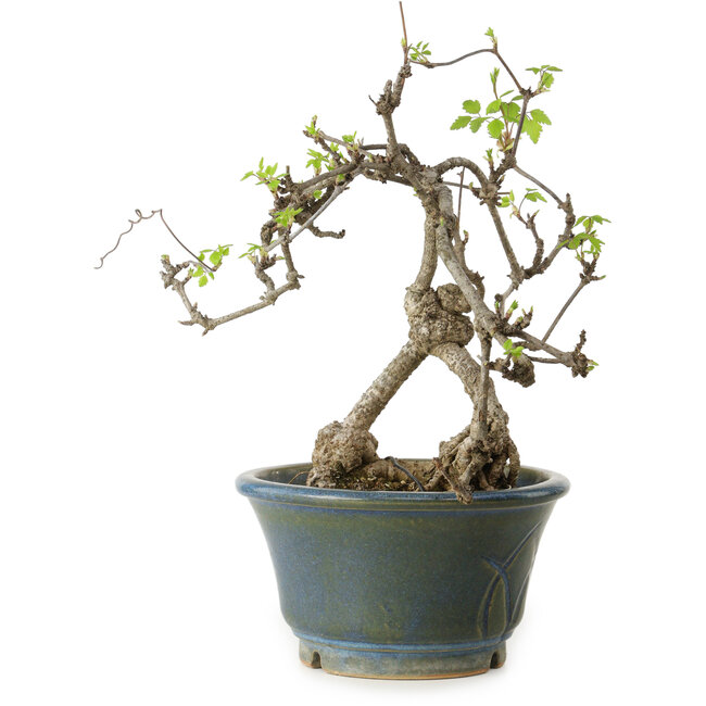 Akebia quinata, 38 cm, ± 15 Jahre alt