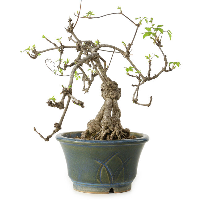 Akebia quinata, 38 cm, ± 15 Jahre alt