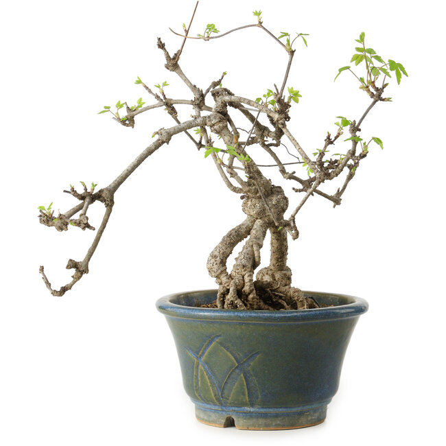 Akebia quinata, 38 cm, ± 15 años