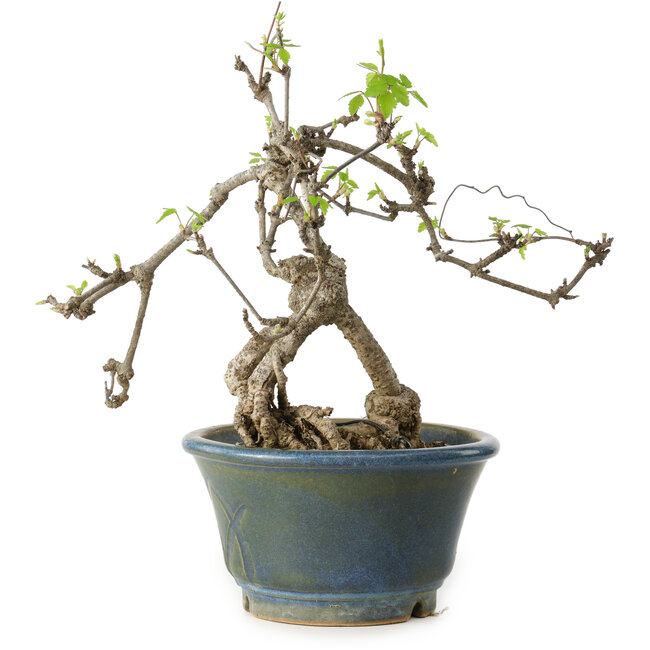 Akebia quinata, 38 cm, ± 15 jaar oud