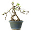 Akebia quinata, 38 cm, ± 15 jaar oud
